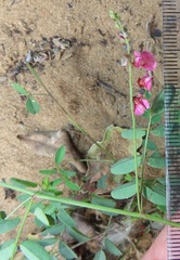 Indigofera vicioides