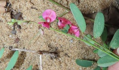 Indigofera vicioides