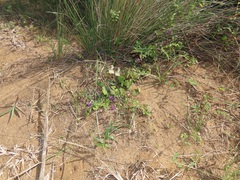 Polygala sphenoptera