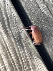 Callistethus marginatus