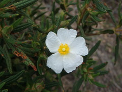 Cistus monspeliensis image