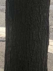 Gleditsia triacanthos