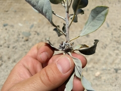 Sideroxylon leucophyllum