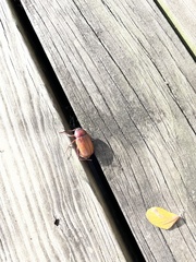 Callistethus marginatus