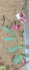 Indigofera vicioides