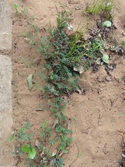 Indigofera vicioides