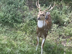 Cervini