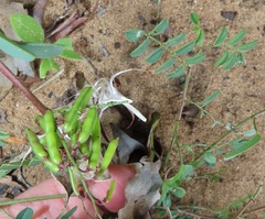 Indigofera vicioides