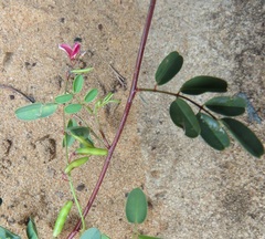 Indigofera vicioides