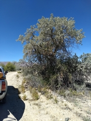 Sideroxylon leucophyllum