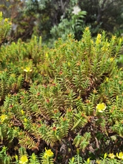 Hypericum irazuense