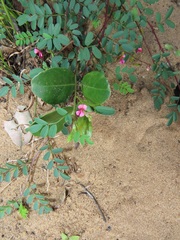 Indigofera vicioides