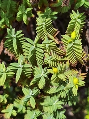 Hypericum irazuense