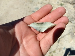 Sideroxylon leucophyllum