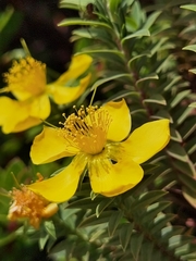 Hypericum irazuense