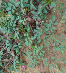 Indigofera vicioides