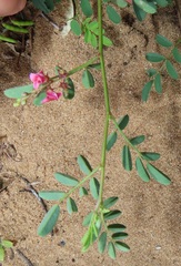 Indigofera vicioides
