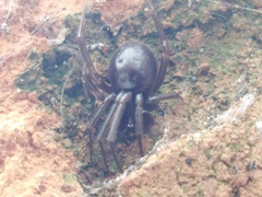 Steatoda
