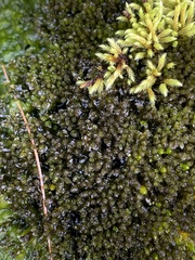 Jungermannia eucordifolia
