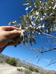 Sideroxylon leucophyllum