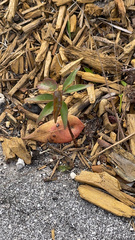 Magnoliopsida
