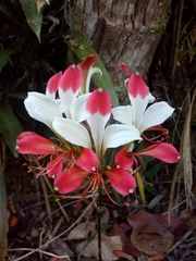 Alstroemeriaceae