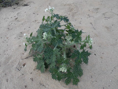 Cnidoscolus maculatus