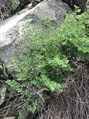 Pellaea cordifolia
