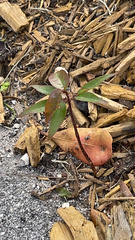 Magnoliopsida