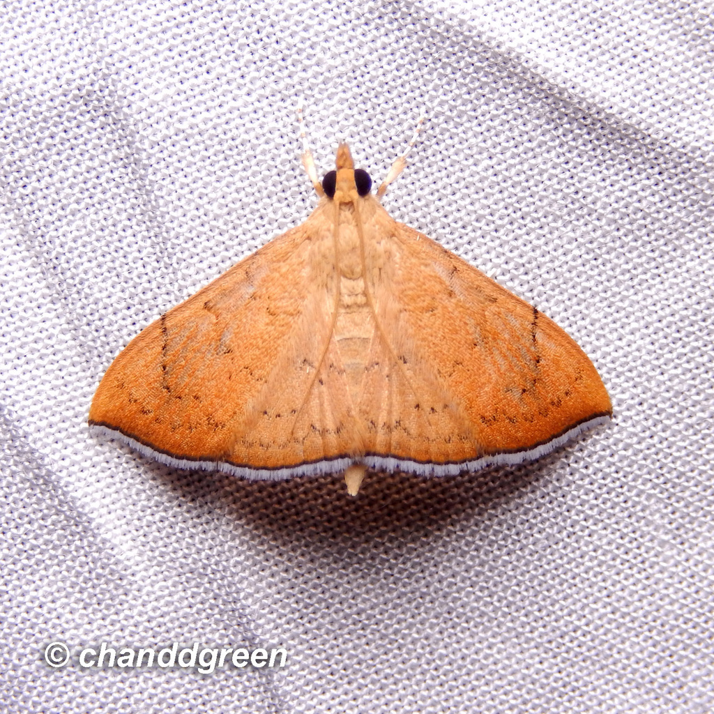 Hyalobathra