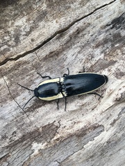 Chalcolepidius apacheanus