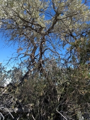 Sideroxylon leucophyllum