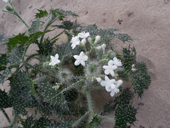 Cnidoscolus maculatus