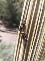 Physiphora alceae