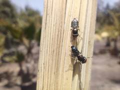 Physiphora alceae