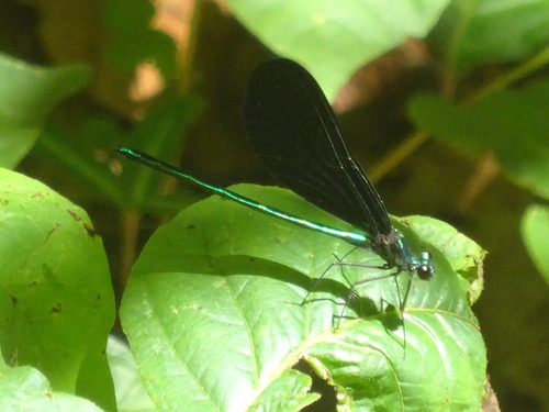 Ebony Jewelwing photographed in Tennessee