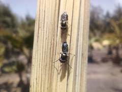 Physiphora alceae
