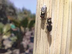 Physiphora alceae