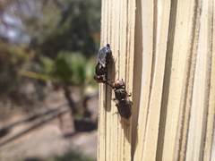 Physiphora alceae