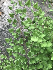 Pellaea cordifolia