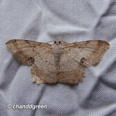 Calletaera subexpressa