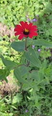 Zinnia peruviana