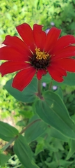 Zinnia peruviana