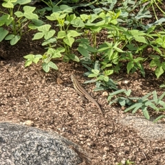 Aspidoscelis sonorae