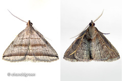 Lysimelia neleusalis