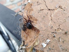Steatoda