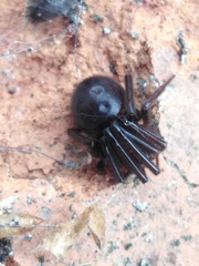 Steatoda