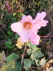 Alcea rosea