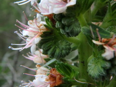 Echium virescens image