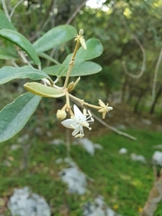Morisonia ferruginea